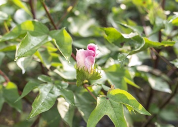 Our journey towards 100% regenerative cotton sourcing