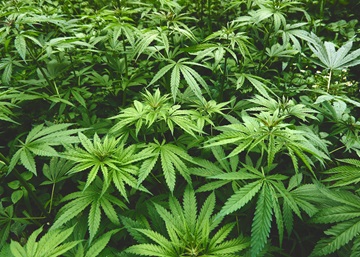 New blends in denim: hemp, recycled cotton, and beyond