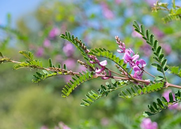 Botanical dyeing: bringing nature back to denim